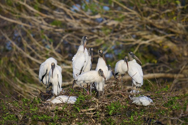 Wood stork (Mycteria americana), group on nest tree, Wakodahatchee Wetlands, Delray Beach, Florida,