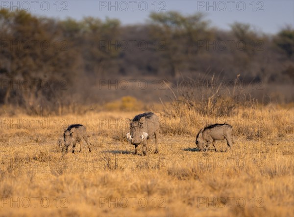 Common warthog (Phacochoerus africanus), three warthogs foraging for food, in the evening light,
