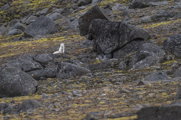 Arctic fox (Vulpes lagopus) in winter coat, Straumsland, Spitsbergen, Svalbard, Norway, Europe