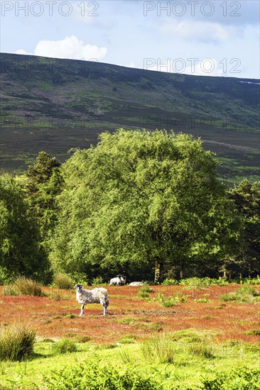 Farms and Sheeps in North York Moors National Park, Yorkshire, England, United Kingdom, Europe