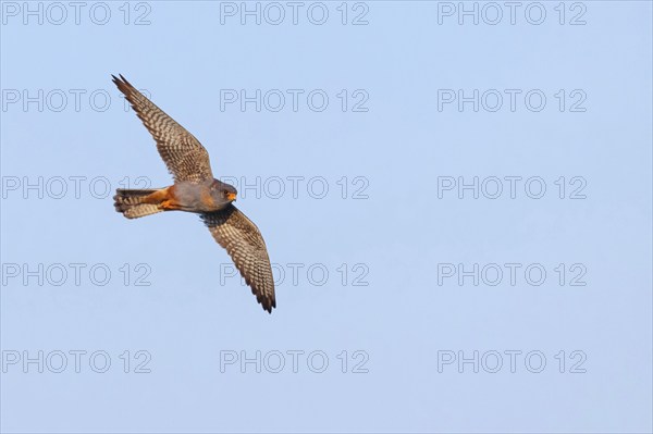 Red-footed Falcon, (Falco vespertinu), flight photo, falcon family, Tower Hide, Tiszaalpár,