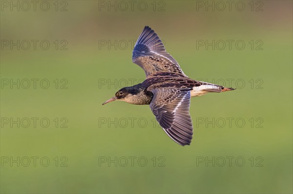 Ruff (Philomachus pugnax), male, flight photo, Narew, Bialystok, Podlasie, Poland, Europe