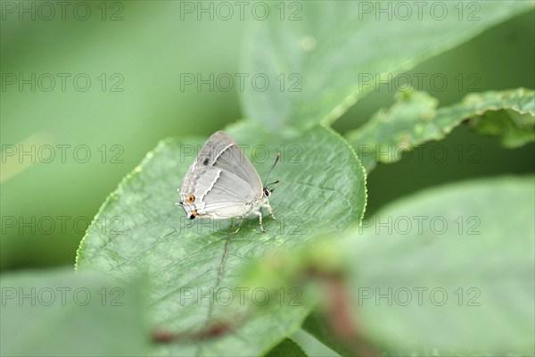 Blue oak hairstreak (Favonius quercus), butterfly, insect, leaf, wing, The small oak hairstreak