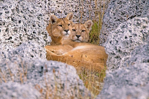 Cougar (Felis concolor patagonica) wbl. Torres del Paine NP, Chile, adult young Cougar, Torres del