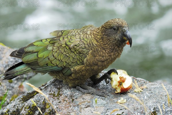 Kea (Nestor notabilis) eating an apple, Fiordland National Park, South West New Zealand World