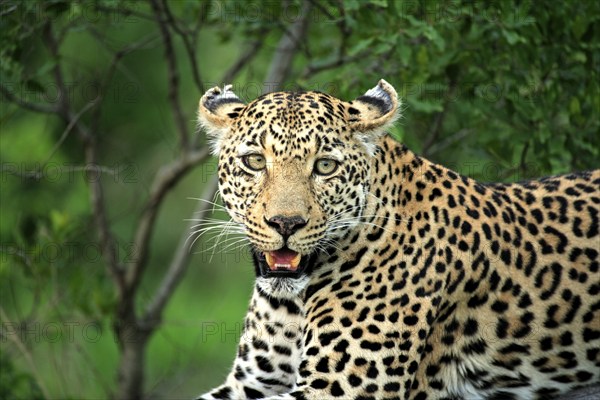 Leopard (Panthera pardus), adult, on tree, portrait, Sabisabi Private Game Reserve, National Park,