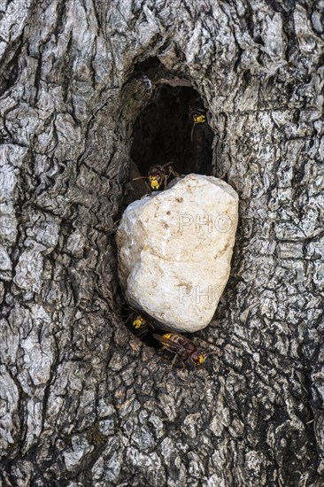 Hornets (Vespa crabro) at the nest entrance in an olive tree, Sicily, Italy, Europe