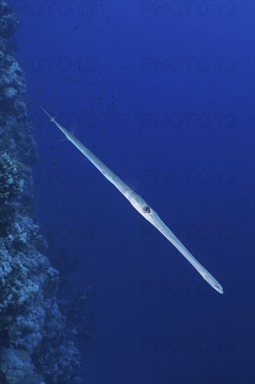 A Bluespotted Cornetfish (Fistularia commersonii) swims parallel to a coral reef in the blue ocean.