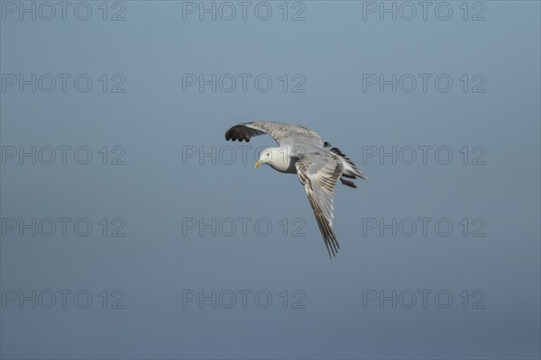 Herring gull (Larus argentatus) adult bird in flight, Suffolk, England, United Kingdom, Europe