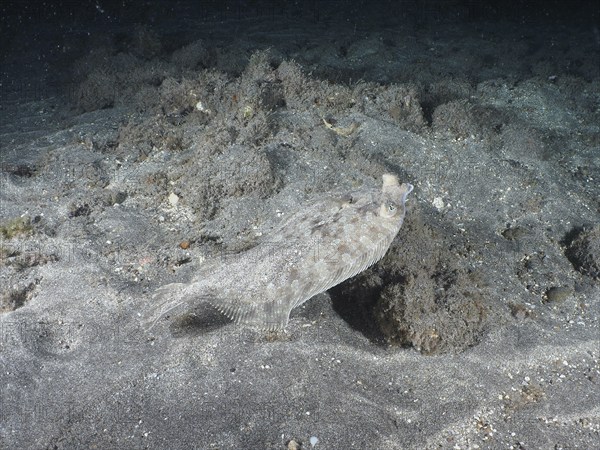 A flounder, wide-eyed turbot (Bothus podas maderensis), at night on the dark seabed, well