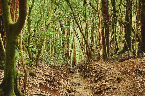 Landscape of Rainforest at the Lulumahu trail to the Lulumahu falls, Honolulu Watershed Forest