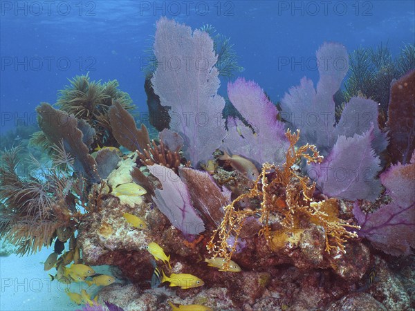 Underwater view of a lush coral reef with yellow fish, common sea fan (Gorgonia ventalina) and