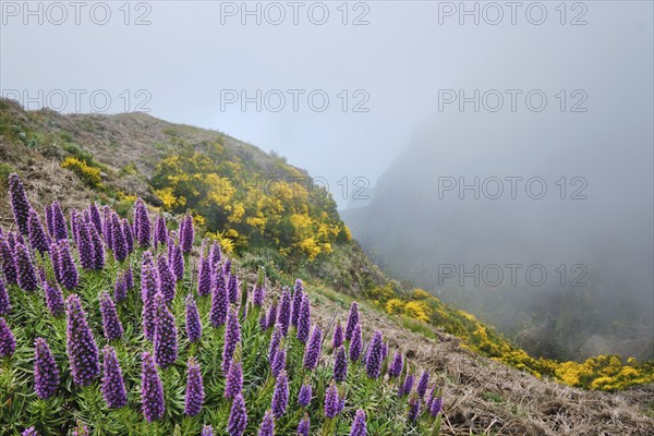 View near Pico do Arieiro of mountains in clouds with Pride of Madeira flowers and blooming Cytisus