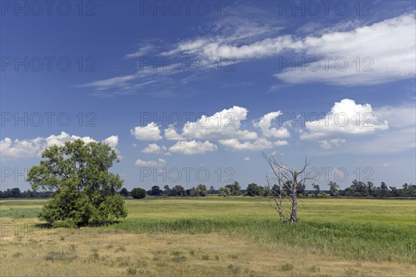 Meadow near the river Oder at Oderbruch, moorland landscape near Oderberg, Brandenburg in eastern