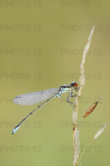 Small red-eyed damselfly (Erythromma viridulum), male with dewdrops, North Rhine-Westphalia,