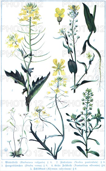 Botany, yellow rocketcress (Barbarea vulgaris), finch seed or neslia (Neslia paniculata),