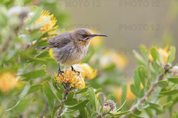 Cape sugarbird (Promerops cafer), Harold Porter National Botanical Gardens, Betty's Bay, Western