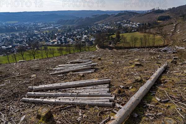 Cleared forest area north of the village of Öventrop, district of Arnsberg, dead spruce stands were