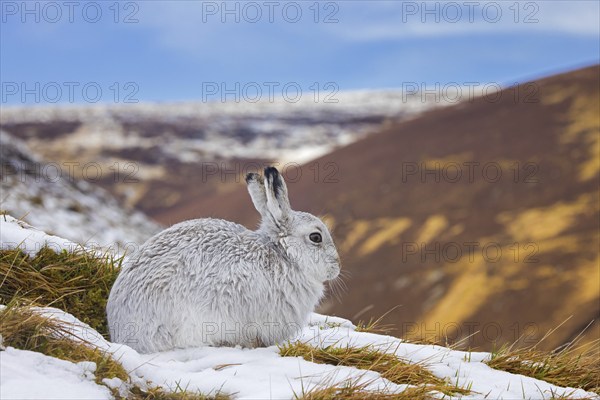 Mountain hare, alpine hare, snow hare (Lepus timidus) in white winter pelage resting in the hills