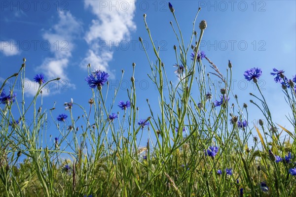 Cornflowers (Cyanus segetum) against the sky, Münsterland, North Rhine-Westphalia, Germany, Europe