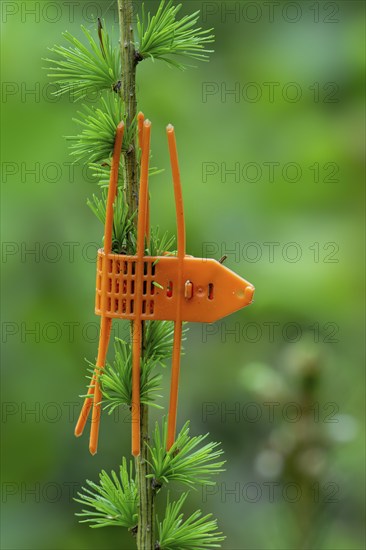 Plastic orange game browsing protection cuff placed on terminal shoot bud of young conifer as tree