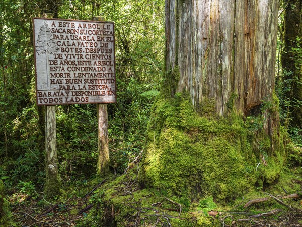 Alerce trail, giantic trees, path in rain forest, park Pumalin, parque Pumalin, Carretera Austral,