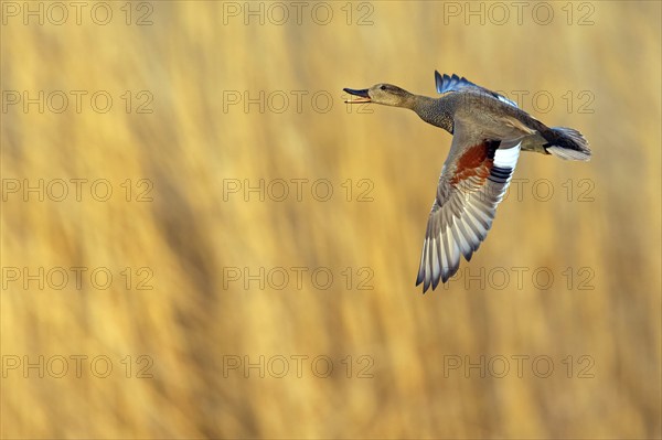 Gadwall, (Anas strepera), Mareca strepera, Wagbachniederung, Wagh‰usl, Baden-Württemberg, Federal