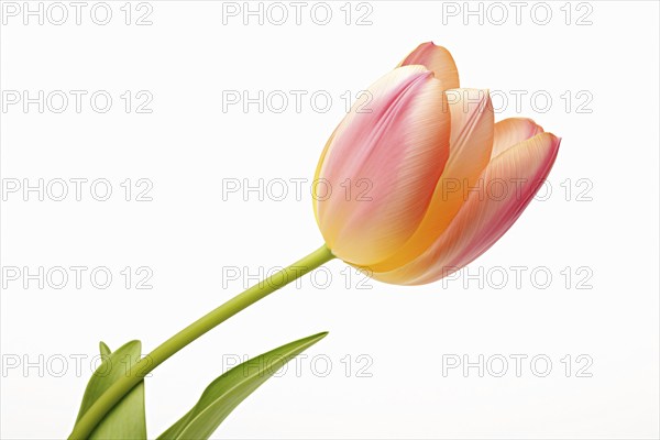Single peach colored tulip spring flower on white background. KI generiert, generiert AI generated