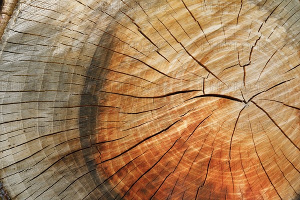 Detail of colourful tree rings of an apple tree, Switzerland, Europe