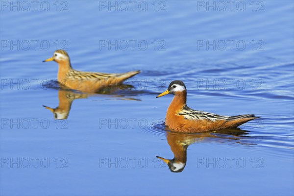 Red phalarope, grey phalarope (Phalaropus fulicarius) pair, female and male in breeding plumage in