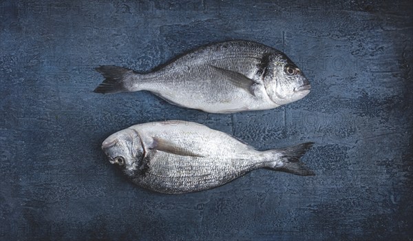 Fresh raw dorado fish, on a dark blue background, top view, two pieces, no people