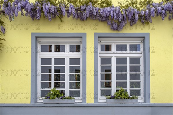Window entwined with wisteria, Unkel, Rhineland-Palatinate, Germany, Europe