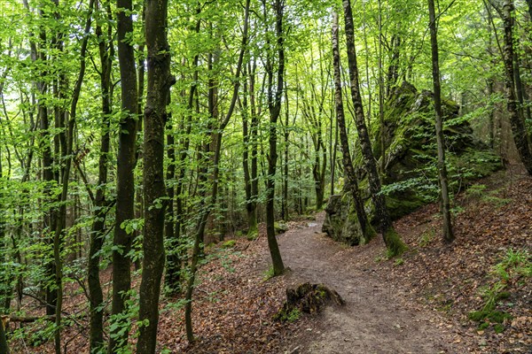 Forest below the Bruchhauser Steine, rocks that have travelled down the slope over the last ten