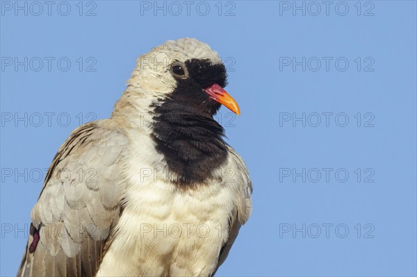 Cape Dove, (Oena capensi), Road N4 to Kaolack, Firgui, Senegal, Africa