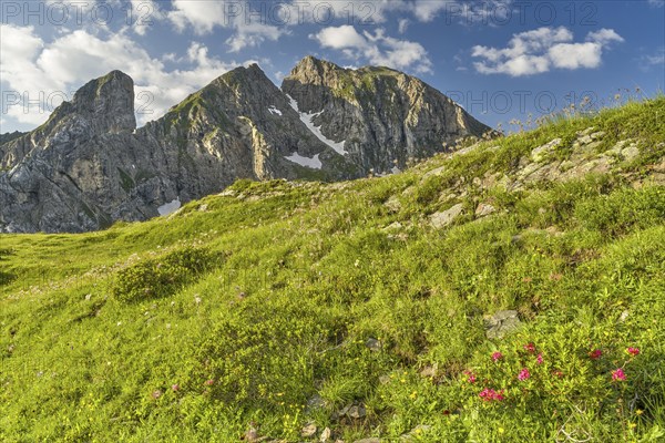 Torre Dusso of the Croda da Lago group from Passo di Giau, Alpine roses, Dolomites, Belluno, Italy,