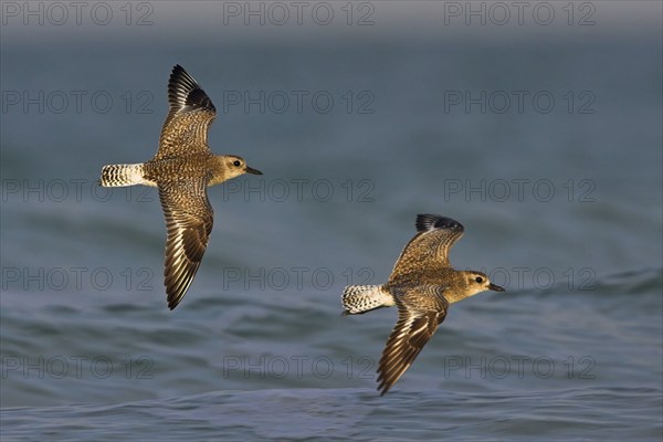 Little Ringed Plover, (Pluvialis squatarola), Two birds in flight, Ft. De Soto Park, St.