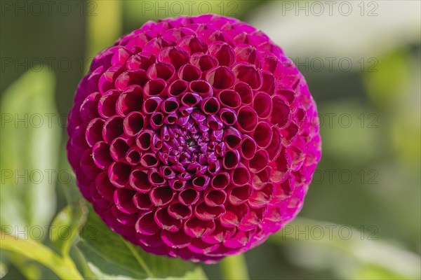 Pink dahlia flowers blooming in a public garden. Close-up dahlias, daylight. Selestat, Bas Rhin,