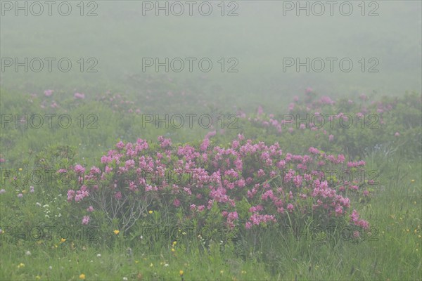 Flowering Rusty-leaved alpenrose perennials, Rhododendron ferrugineum, Swiss Alps