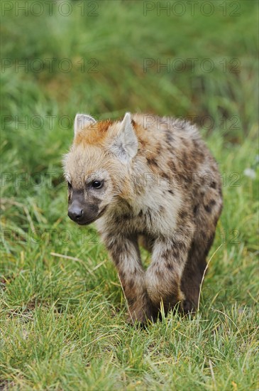 Spotted hyena or spotted hyena (Crocuta crocuta), juvenile, captive, occurrence in Africa