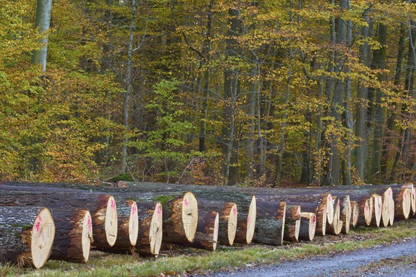 Oak tree trunks in autumn forest marked with pink numbers, characterised by cut wood texture and