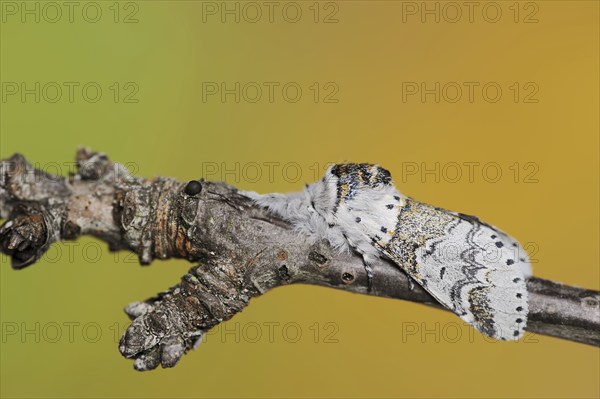 Sallow kitten moth (Furcula furcula), North Rhine-Westphalia, Germany, Europe
