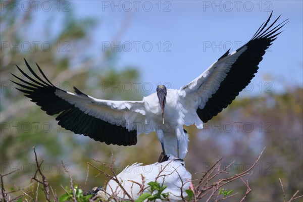 Wood Stork (Mycteria americana), with spread wings perches on a nest made of branches in a natural