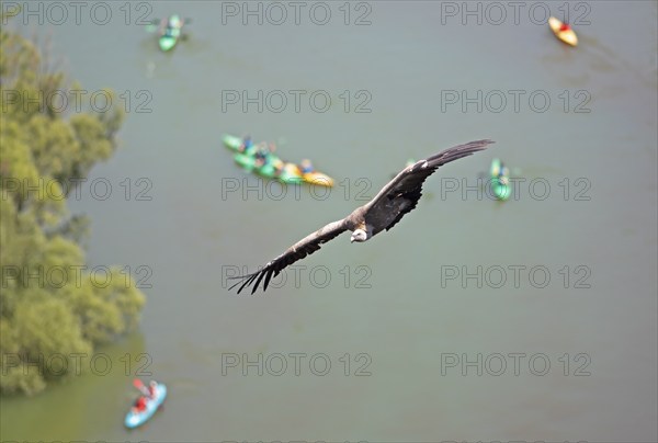 Griffon vulture (Gyps fulvus) in flight, behind blurred colourful canoes on the river Duratón,