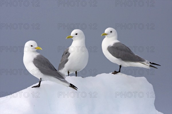 Black-legged kittiwake sitting on a wall of snow and ice, (Rissa tridactyla), Black-legged
