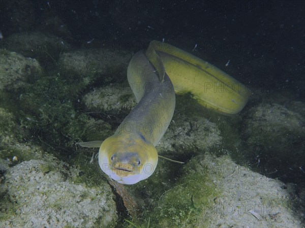 Greenish European eel (Anguilla anguilla) on the rocky bottom, clearly visible in the foreground of