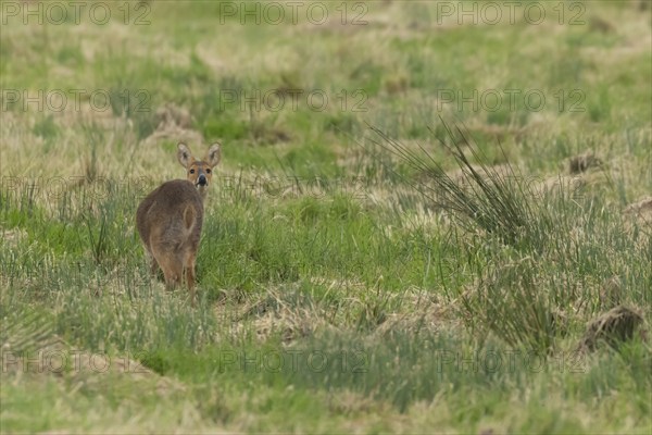 Chinese water deer (Hydropotes inermis) adult animal amongst grass in a marshland, England, United