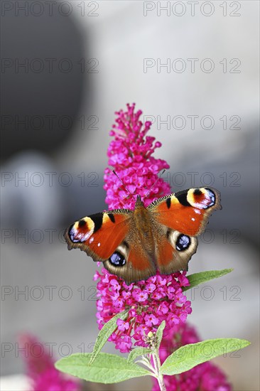 Peacock butterfly (Inachis io) sucking nectar on butterfly bush (Buddleja davidii), in a natural