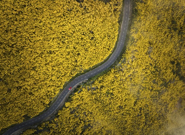Aerial view of road with red car among yellow Cytisus blooming shrubs near Pico do Arieiro,