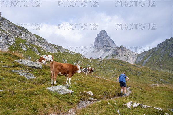 Hiker, cow on a mountain pasture, summit of the Great Kinigat, Carnic Main Ridge, Carnic High