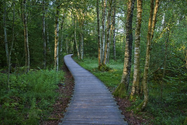A quiet wooden plank path winds through a green moor birch forest on a summer's day, Schwarzes